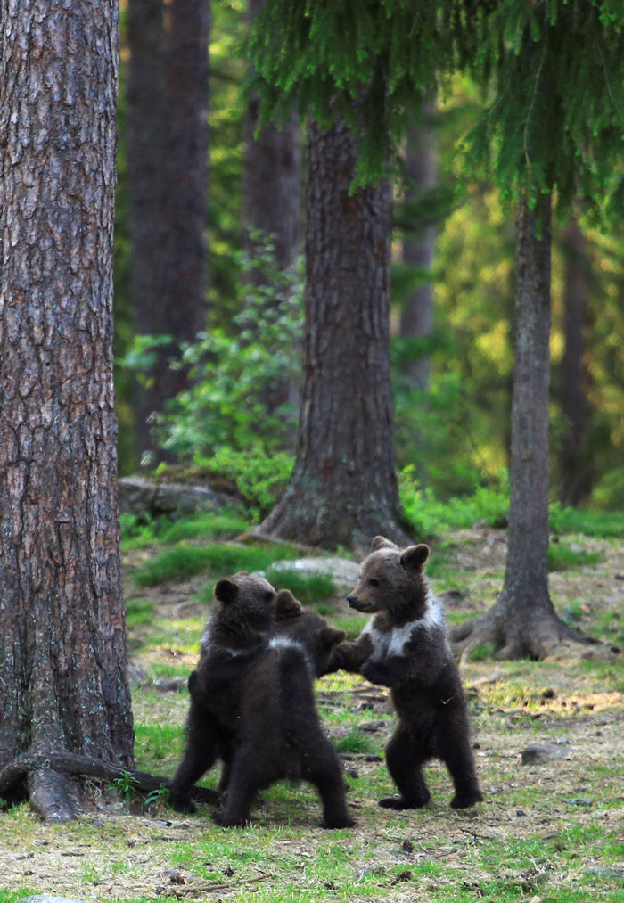 Teacher Stumbles Upon Baby Bears ‘Dancing’ In Finland Forest, Thinks He’s Imagining It Teacher Stumbles Upon Baby Bears ‘Dancing’ In Finland Forest, Thinks He’s Imagining It