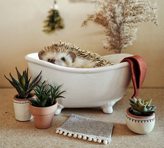 Cinnamon The Hedgehog Is Living Her Best Life, Here’s Her Average Day (17 Pics)