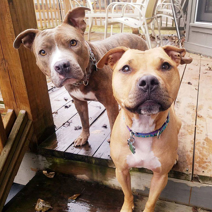 Super Bowl Winner Celebrates Victory By Paying The Adoption Fees Of Every Dog In A Shelter Super Bowl Winner Celebrates Victory By Paying The Adoption Fees Of Every Dog In A Shelter