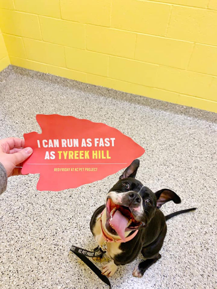 Super Bowl Winner Celebrates Victory By Paying The Adoption Fees Of Every Dog In A Shelter