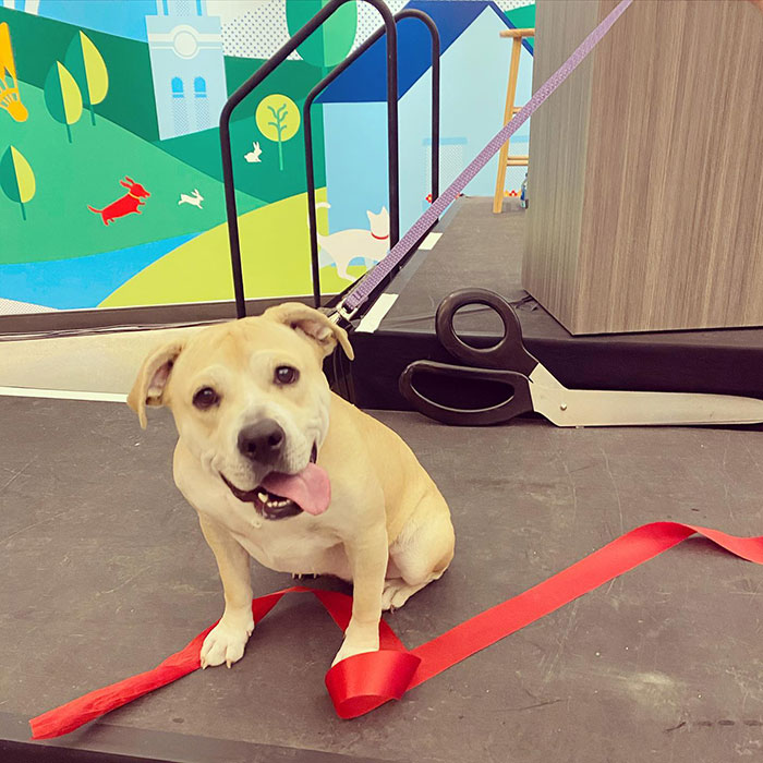 Super Bowl Winner Celebrates Victory By Paying The Adoption Fees Of Every Dog In A Shelter Super Bowl Winner Celebrates Victory By Paying The Adoption Fees Of Every Dog In A Shelter