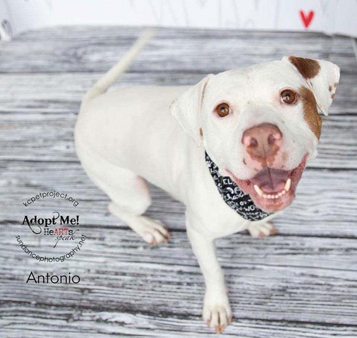 Super Bowl Winner Celebrates Victory By Paying The Adoption Fees Of Every Dog In A Shelter Super Bowl Winner Celebrates Victory By Paying The Adoption Fees Of Every Dog In A Shelter