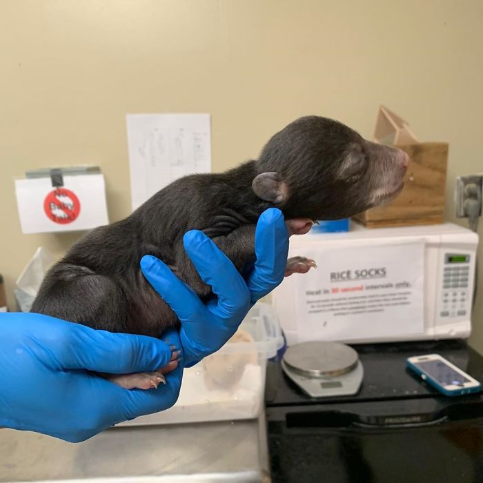 Dog Brings Home A Baby Animal, Turns Out It's A Bear Cub Dog Brings Home A Baby Animal, Turns Out It's A Bear Cub