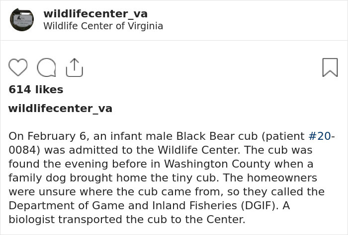 Dog Brings Home A Baby Animal, Turns Out It's A Bear Cub