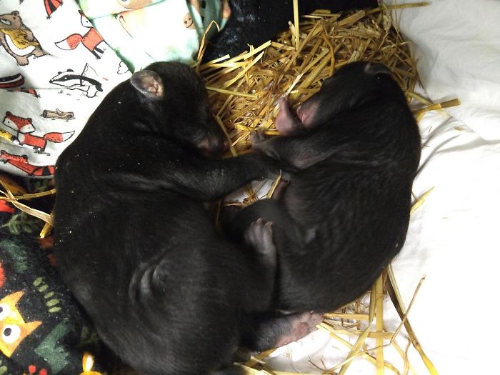 Dog Brings Home A Baby Animal, Turns Out It's A Bear Cub Dog Brings Home A Baby Animal, Turns Out It's A Bear Cub