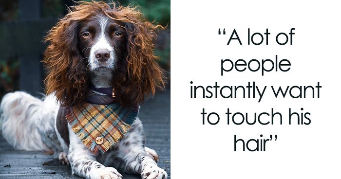 This Cute Dog Has Such Fabulous Hair That It Has Made Him Instagram Famous