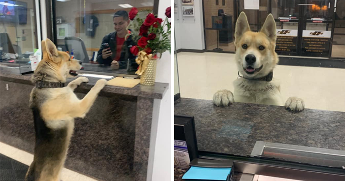 Dog Strolls Into Texan Police Station To ‘Report Himself Missing’