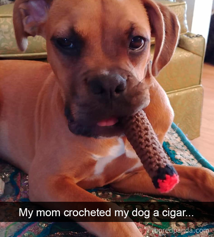 Funny-Hilarious-Dog-Snapchats