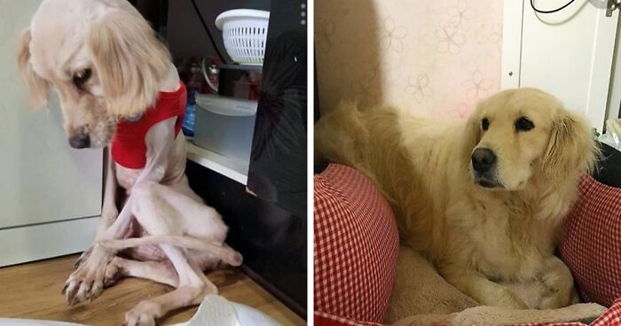 30 Dog Photos Before & After Their Life-Changing Adoption