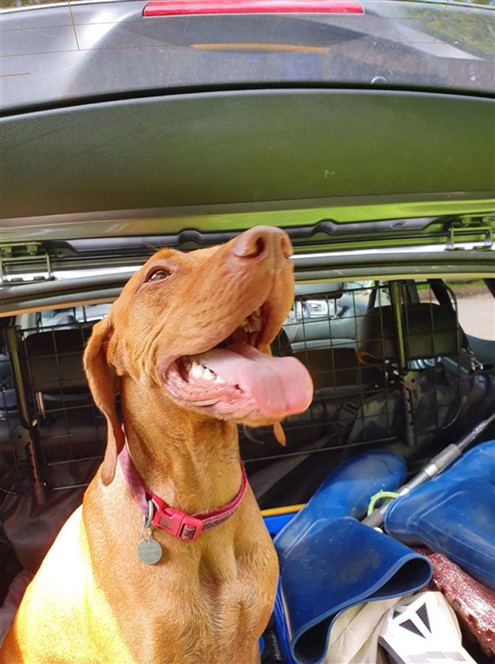 Guy Sets Up A Dog-Walking Group For Men Who Need A Companion To Open Up About Their Problems