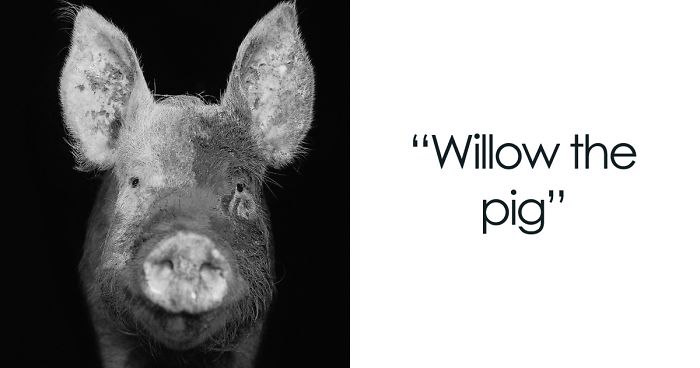 I Became Vegan After Photographing Farm Animals (14 Pics)