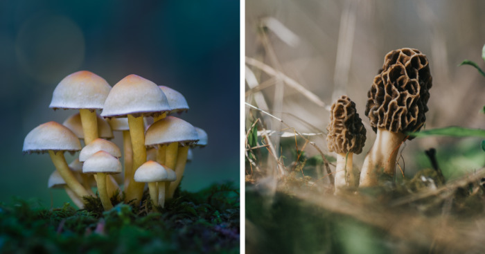 I Go To The Forest With My Camera To Capture The Fabulous Beauty Of Mushrooms