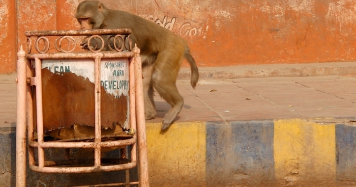 French Photographer Takes Pictures Of Street Trash Bins Around The World