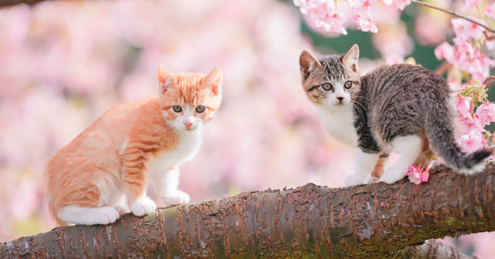 This Photographer Captured Two Adorable Kittens Having Fun On Cherry Blossoms In Tokyo