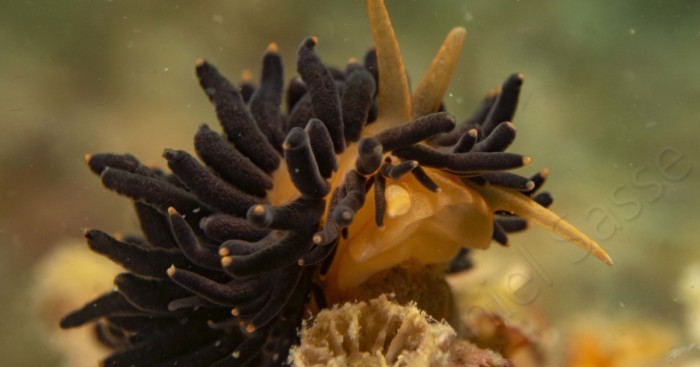 I Photographed The Beautiful Phestilla Melanobrachia Aeolid