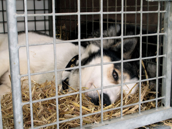 Animals That Were Used For Drug Testing Can Now Be Adopted Instead Of Euthanized Animals That Were Used For Drug Testing Can Now Be Adopted Instead Of Euthanized