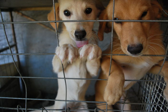 Animals That Were Used For Drug Testing Can Now Be Adopted Instead Of Euthanized Animals That Were Used For Drug Testing Can Now Be Adopted Instead Of Euthanized