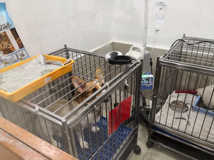 Animals That Were Used For Drug Testing Can Now Be Adopted Instead Of Euthanized Animals That Were Used For Drug Testing Can Now Be Adopted Instead Of Euthanized