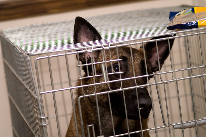 Animals That Were Used For Drug Testing Can Now Be Adopted Instead Of Euthanized Animals That Were Used For Drug Testing Can Now Be Adopted Instead Of Euthanized