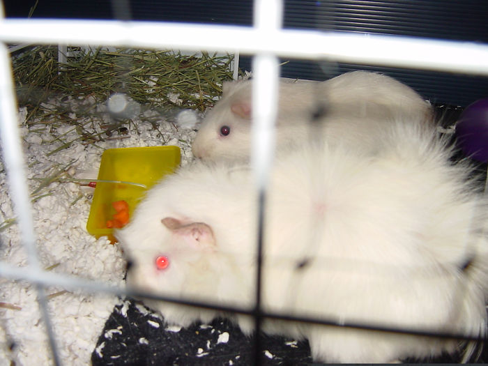 Animals That Were Used For Drug Testing Can Now Be Adopted Instead Of Euthanized Animals That Were Used For Drug Testing Can Now Be Adopted Instead Of Euthanized