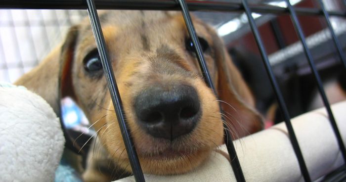 Animals That Were Used For Drug Testing Can Now Be Adopted Instead Of Euthanized