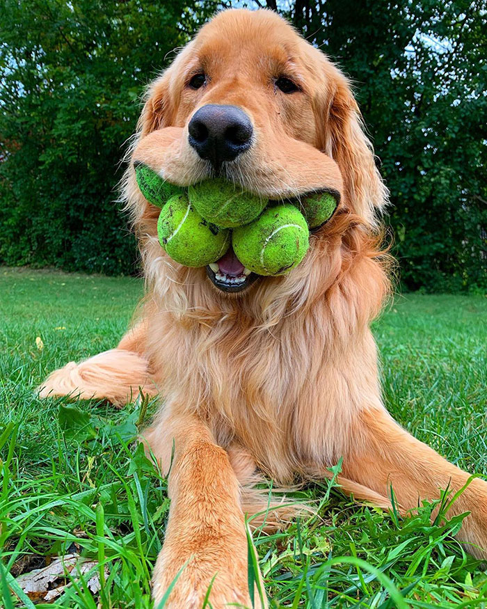 Dog Obsessed With Tennis Balls Breaks World Record For Amount Of Tennis Balls In His Mouth Dog Obsessed With Tennis Balls Breaks World Record For Amount Of Tennis Balls In His Mouth