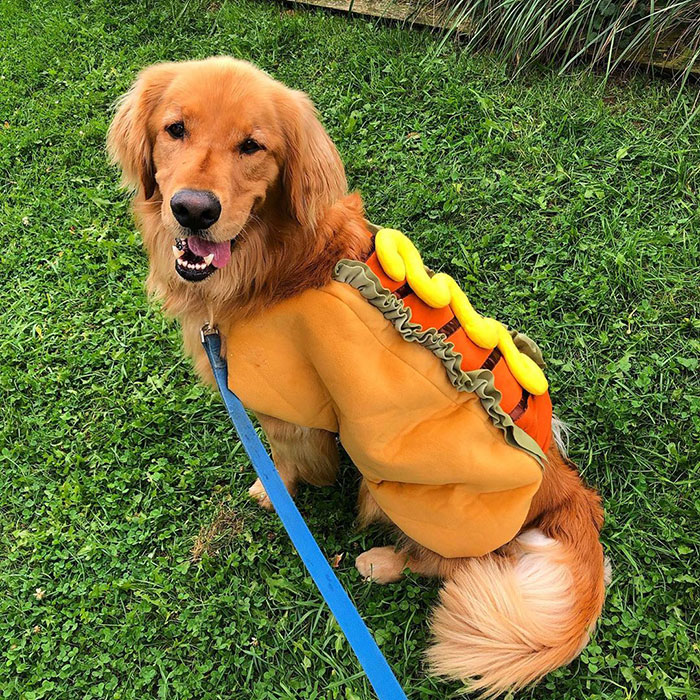 Dog Obsessed With Tennis Balls Breaks World Record For Amount Of Tennis Balls In His Mouth Dog Obsessed With Tennis Balls Breaks World Record For Amount Of Tennis Balls In His Mouth