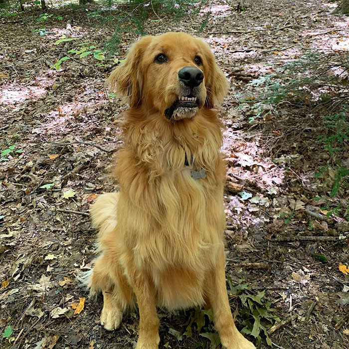 Dog Obsessed With Tennis Balls Breaks World Record For Amount Of Tennis Balls In His Mouth Dog Obsessed With Tennis Balls Breaks World Record For Amount Of Tennis Balls In His Mouth