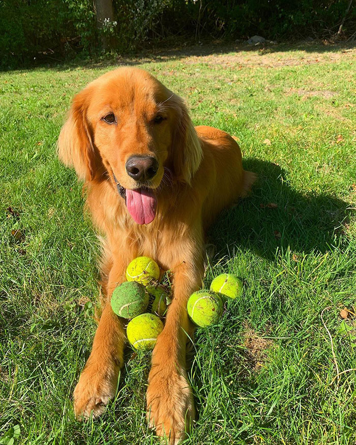 Dog Obsessed With Tennis Balls Breaks World Record For Amount Of Tennis Balls In His Mouth Dog Obsessed With Tennis Balls Breaks World Record For Amount Of Tennis Balls In His Mouth