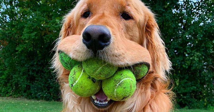 Dog Obsessed With Tennis Balls Breaks World Record For Amount Of Tennis Balls In His Mouth