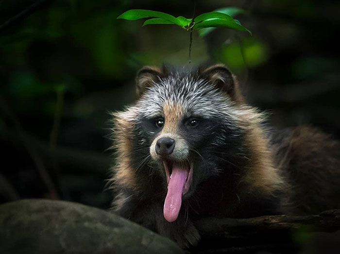 Finnish Photographer Snaps Animals In Their Raw Moments (30 New Pics)