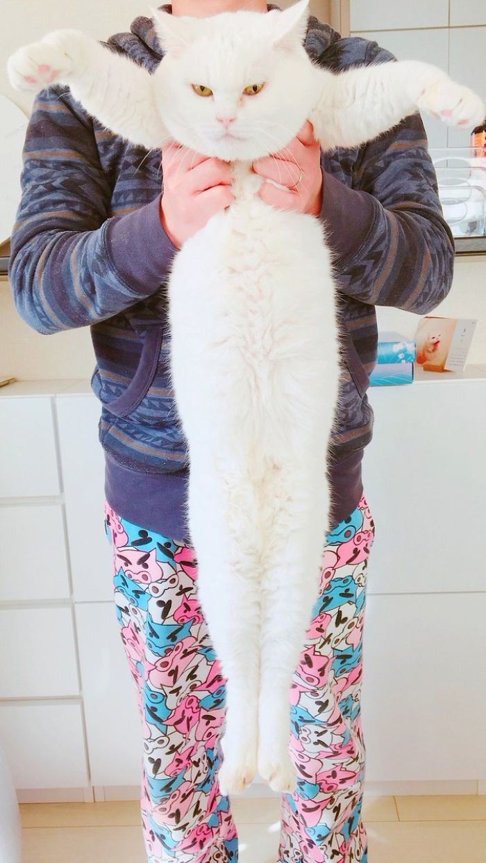 What The Heching Heck Are You Doing Hooman