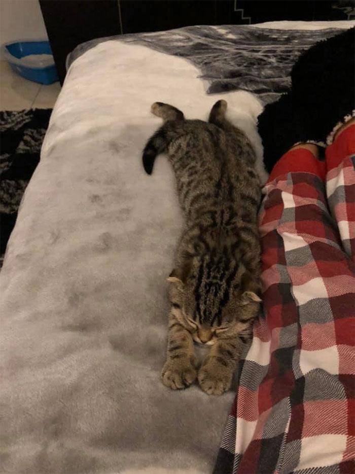 I Dont Know What To Say, But Cats Are So Cute