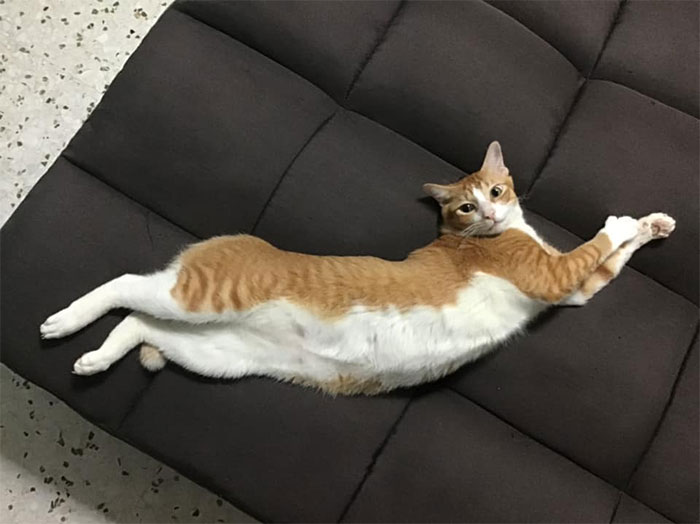 He Seems To Think I Bought The Sofa For Him