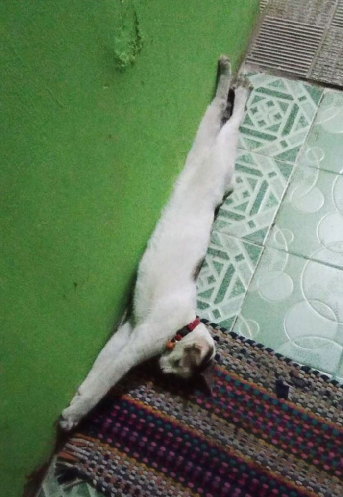 My Long Cat