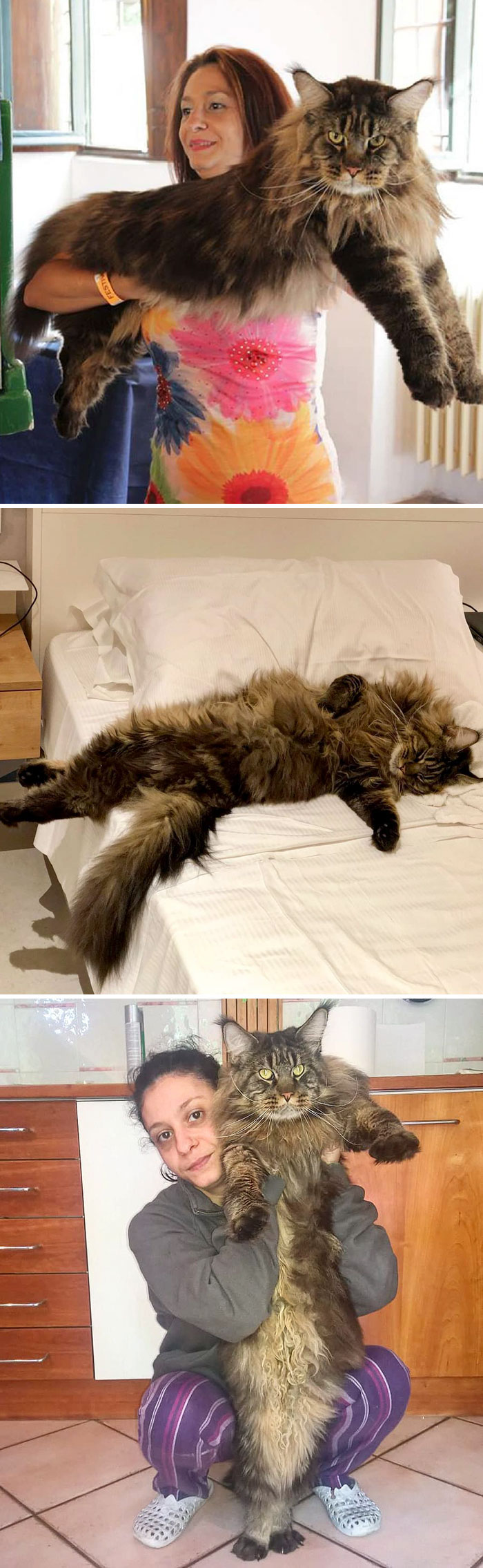Barivel Is The Longest Domestic Cat In The World