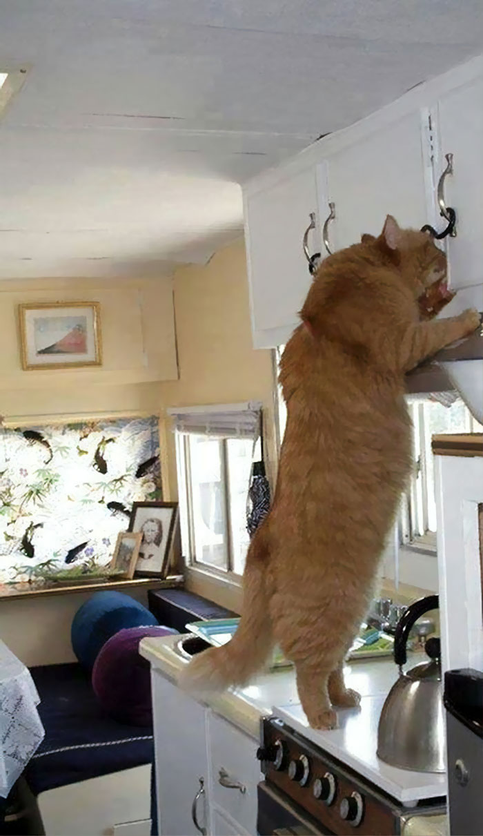 Large Cat Standing On Kitchen Counter To Look Into Cupboards