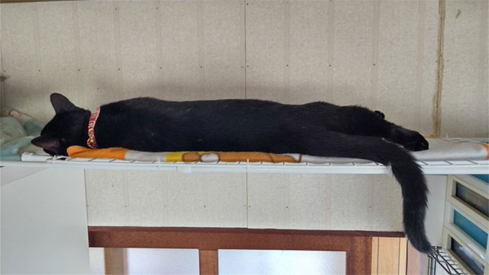 There Is A Black Cat Growing In My Home