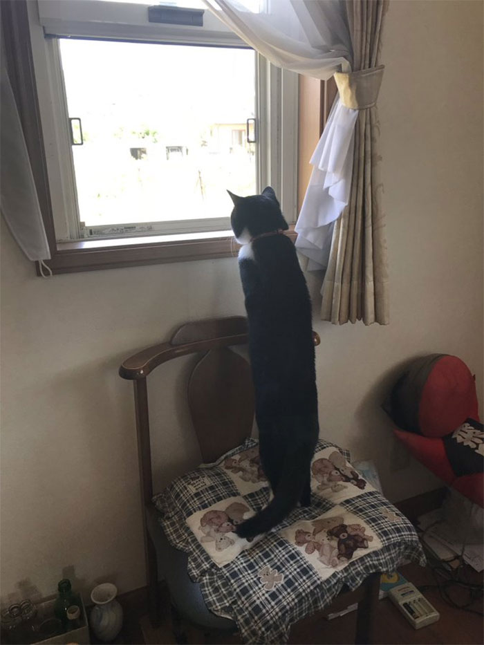 My Cat Is Too Long