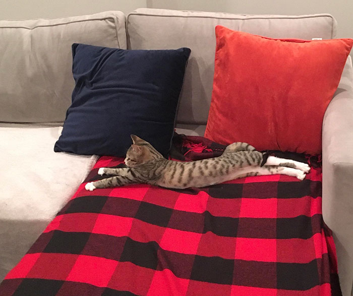 Worried About Leaving Eevee Alone For 4 Hours For The First Time, Came Back To This