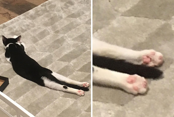 Goblin Cat Sploot