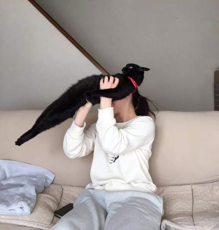 Long Cat