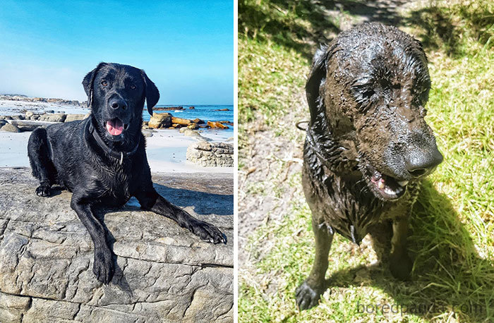 Loki Once Again Located A Puddle, And Managed To Submerge Himself To The Point Where I Started Fearing It Was Quicksand