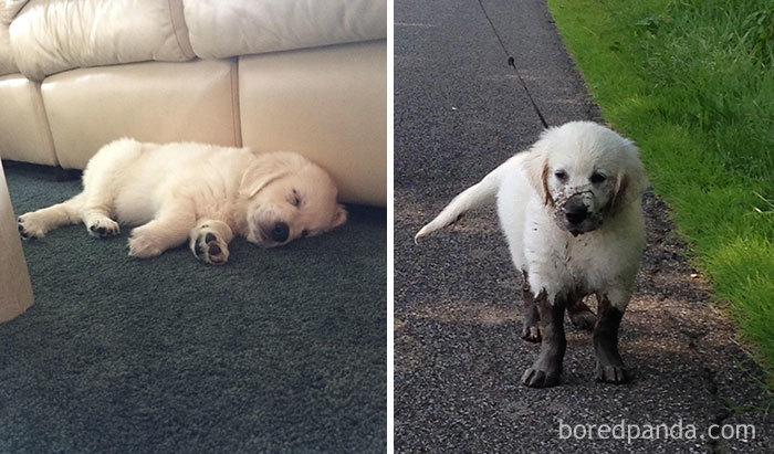 This Is Bodhi, My Parents’ New Puddle Checker