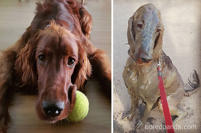 Sorry Mum, But It Was Stronger Than Me. Those Ducks At That Empty Pond Needed Some Exercise. But Be Cool, No Bathing, Ok. You Know That I Hate Getting Wet