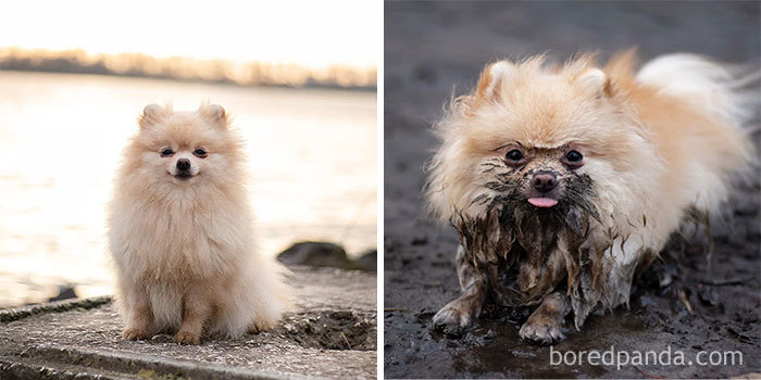 As Soon As Fox Gets Wet, It Gets Totally Stylish - It Makes Him Look Kind Of Angry And Cute At The Same Time