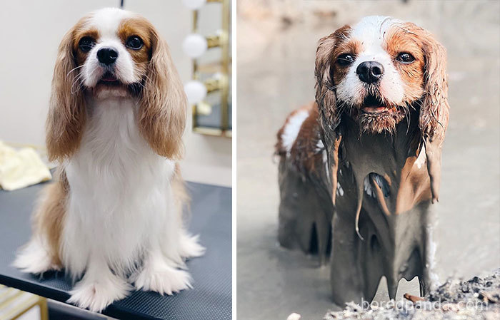 A Dirty Dog Is A Happy Dog