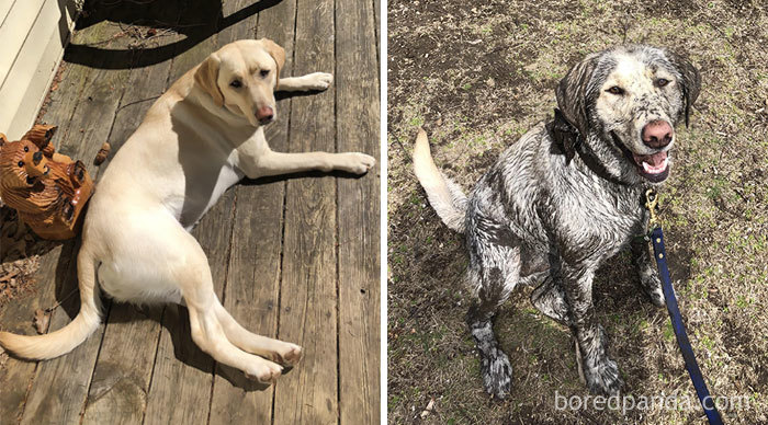 I Know I Did A Bad Thing Rolling In The Mud, But It Was Sooo Much Fun