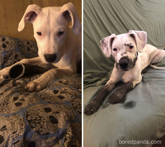 Of Course My White Puppy Loves Mud