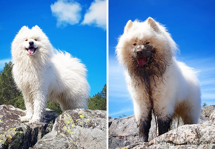 I Can Explain Human. You See, There Was A Ball, I Had To Save, In The Mud